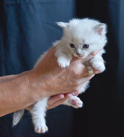 ragdoll kitten